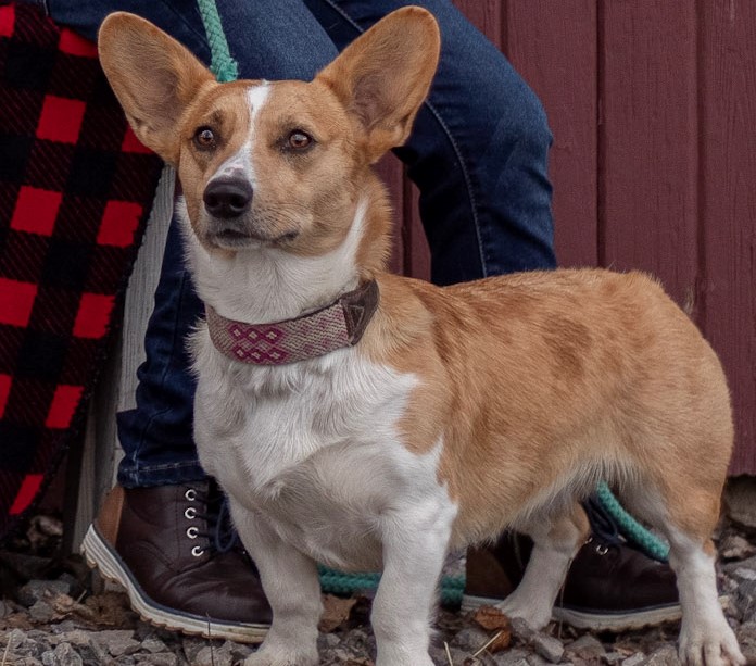 Blue Merle Corgi